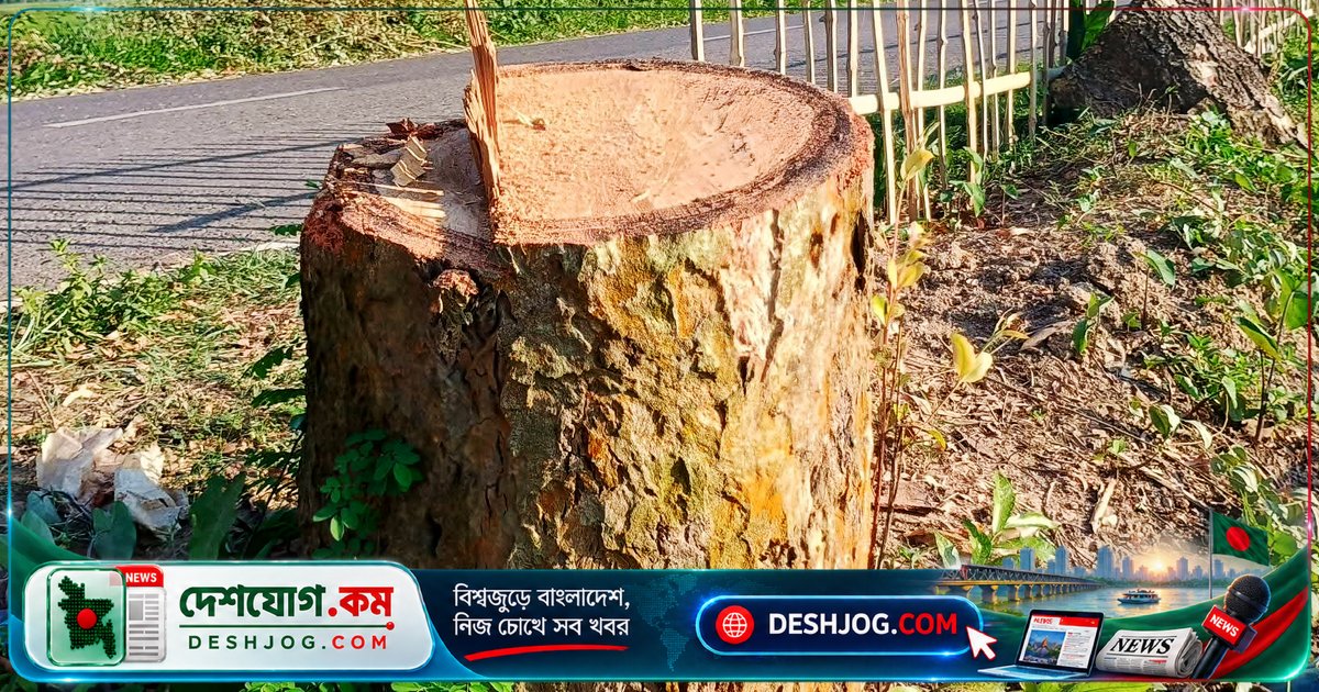 মৌলভীবাজার: রাতের অন্ধকারে ১৪টি মূল্যবান গাছ কেটে নিয়ে যাওয়া দুর্বৃত্তদের — প্রশাসন কেন নীরব?
