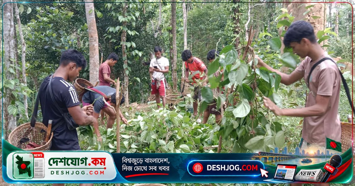মৌলভীবাজারের খাসিয়া পুঞ্জিতে রাতের আঁধারে ৮ হাজার পানগাছ ধ্বংস: ক্ষতিগ্রস্তদের আহ্বান প্রশাসনের দ্রুত পদক্ষেপ