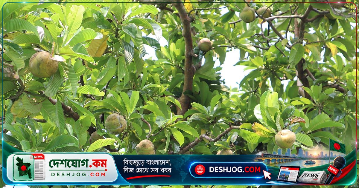 মৌলভীবাজারে বয়স্ক চালতাগাছের ফুল ঝরে গেলেও ফল পাকছে, কিন্তু কেউ দেখে না কেন?