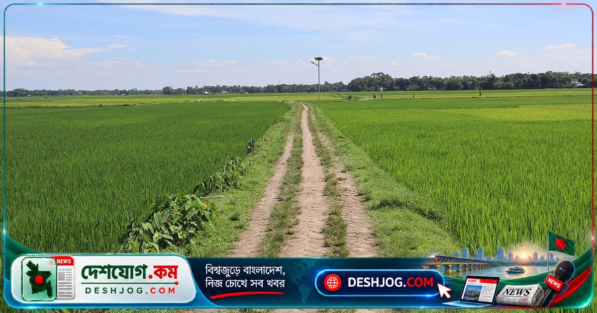 মৌলভীবাজারের হাওরপার গ্রামে শরতের সবুজের মায়া: প্রাকৃতিক সৌন্দর্যের অদ্বিতীয় দৃশ্য