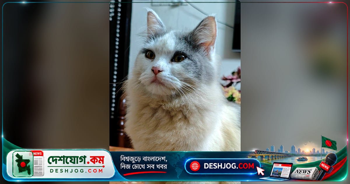 মৌলভীবাজারের কুলাউড়ায় নিখোঁজ পার্সিয়ান বিড়ালের সন্ধানে পাঁচ হাজার টাকা পুরস্কার ঘোষণা