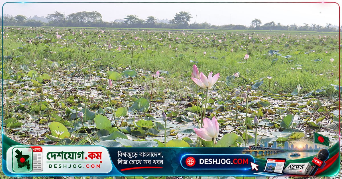 মৌলভীবাজারের রতনপুরে পদ্মবিলে সাদা-গোলাপি ফুলের অপূর্ব নকশা: বর্ষার রহস্য