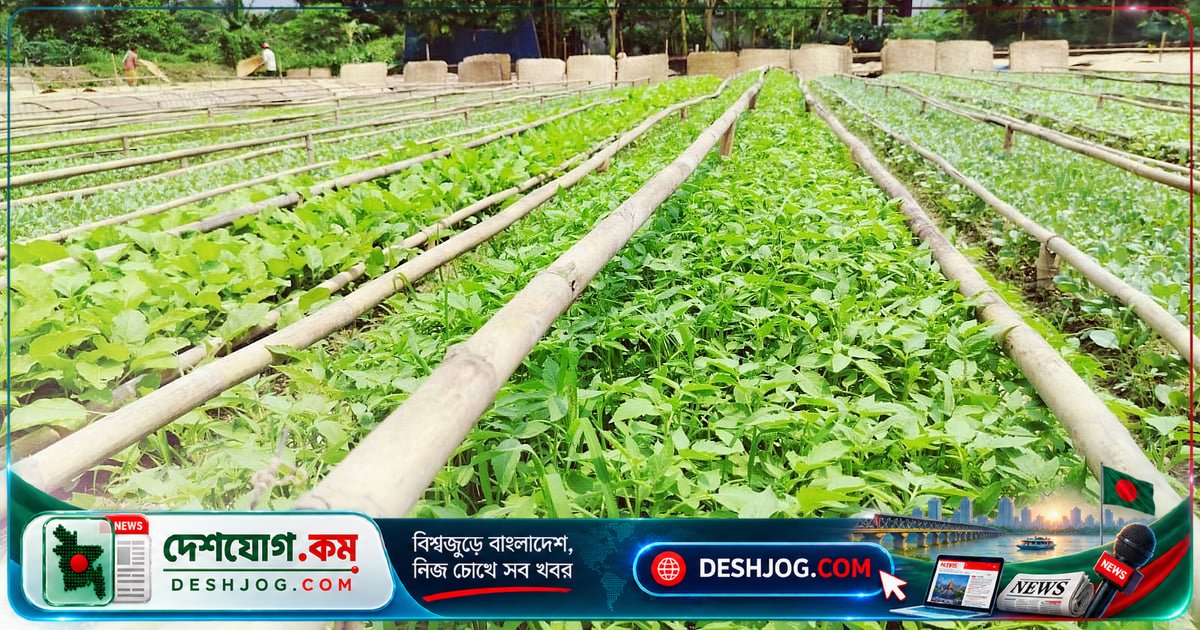 মুন্সিগঞ্জের বীজতলায় শীতকালীন সবজির চারা উৎপাদন: ২০ কোটি টাকার ব্যবসার সম্ভাবনা
