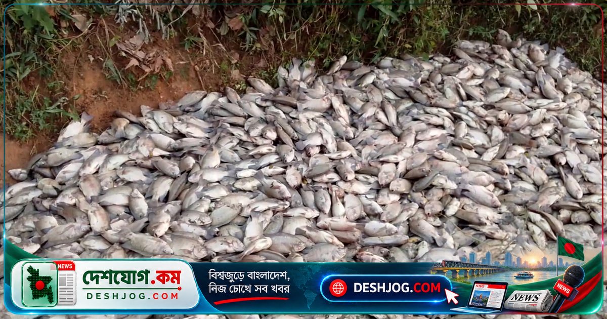 জুড়ীতে ৪০ বিঘা মাছখামারে মৃত মাছের দৃশ্য দেখে অসুস্থ খামারি হাসপাতালে ভর্তি