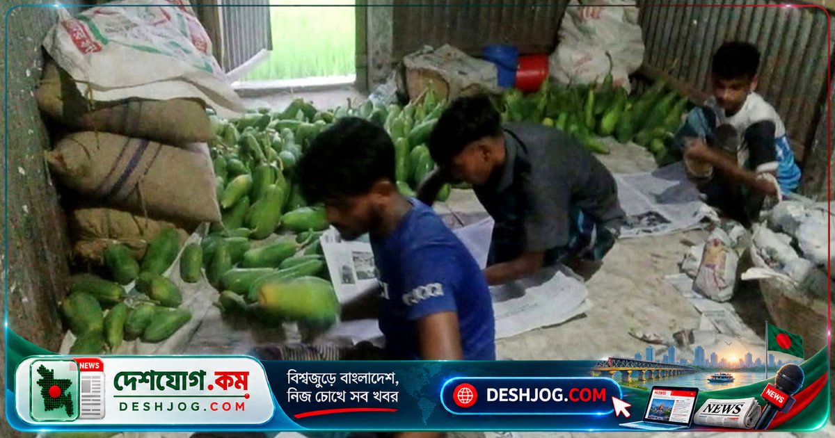 ময়মনসিংহের চরাঞ্চলের পেঁপে: কাঁচা থেকে হলুদে রূপান্তর ট্রাক যাত্রায়, কৃত্রিম পাকানোর অভিযোগ উঠে