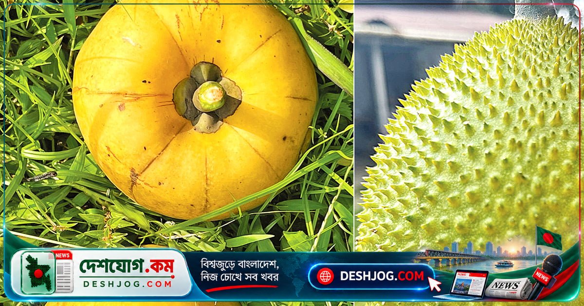 ময়মনসিংহে হারিয়ে যাওয়া দুই অপ্রচলিত ফলের সন্ধান: তৈকর ও বনকাঁকরোল