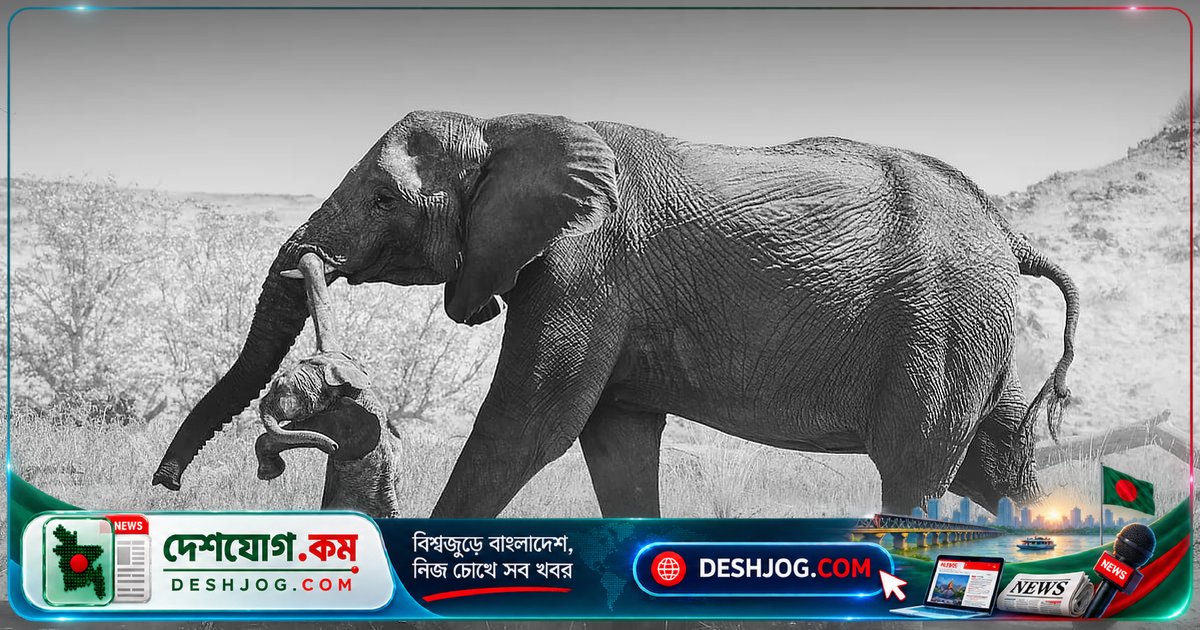 মরুভূমির হাতি কেন বয়ে নিয়ে যায় মৃত শাবক? বিজ্ঞানীরা খুঁজে পেয়েছেন গভীর অনুভূতি