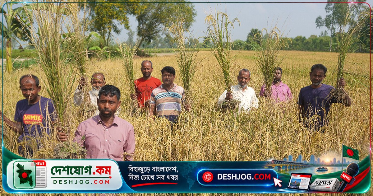 নওগাঁর ধামইরহাটে আগাছানাশক ছিটিয়ে ধান নষ্ট: ৭ কৃষকের ক্ষতির দাবি
