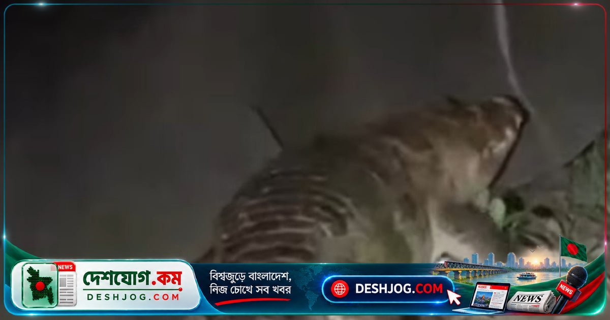 নারায়ণগঞ্জের লোকালয়ে কুমিরের অদ্ভুত উপস্থিতি: উদ্ধার চেষ্টা ব্যর্থ, বাসিন্দাদের আতঙ্ক