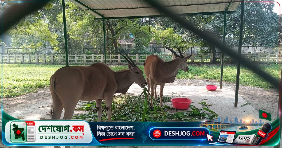 জাতীয় চিড়িয়াখানা: নিঃসঙ্গ সিংহ-হায়েনা-উল্লুক পাবে সঙ্গী, চিতাবাঘও কেনার নতুন উদ্যোগ