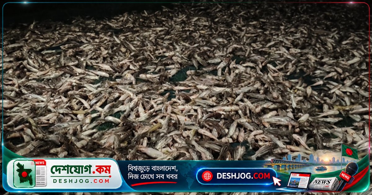 নাটোরের পুকুরে বিষপ্রয়োগে ৫-৬ লাখ টাকার মাছ মারা যায়: মালিক দাবি করে পরিকল্পিত হত্যাকাণ্ড