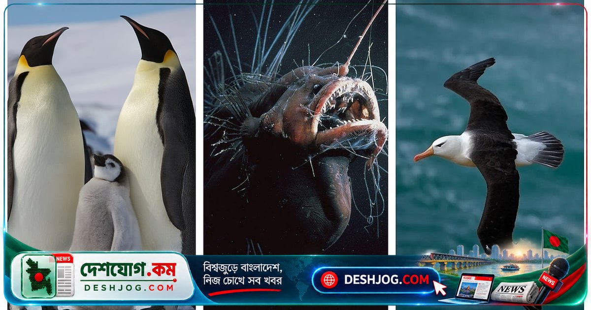 প্রকৃতির অদ্ভুত ভালোবাসার গল্প: পেঙ্গুইন থেকে অ্যালবাট্রস পর্যন্ত প্রাণীদের অদ্বিতীয় দাম্পত্য জীবন