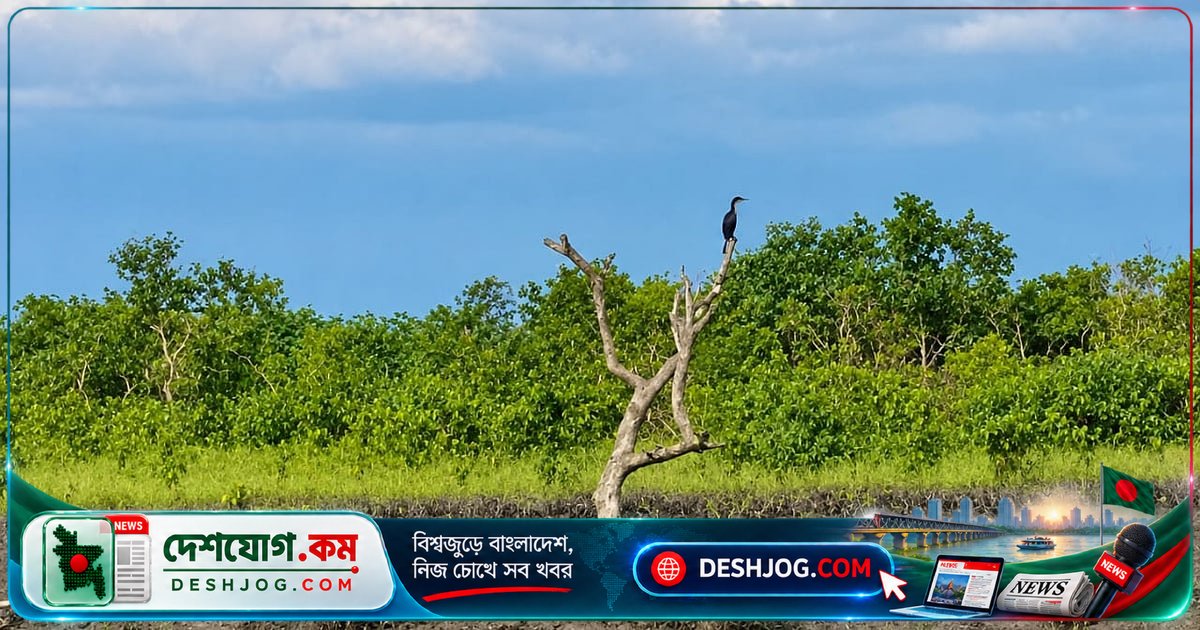 সোনাদিয়া দ্বীপের অবৈধ চিংড়িঘের উচ্ছেদে নৌবাহিনীর ভূমিকা: সরকারের নতুন উদ্যোগ