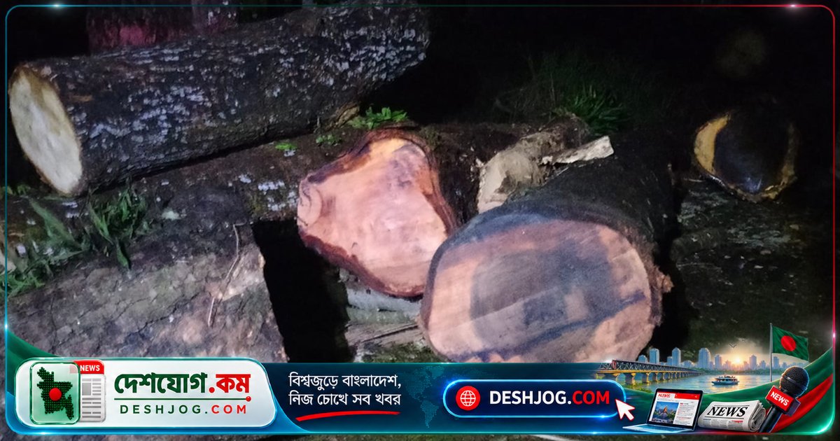 নেত্রকোনা বন কার্যালয়ে গাছ কাটা-সরানোর অভিযোগে আটক ব্যক্তিকে পরিবারের জিম্মায় দেওয়া, বন বিভাগের কর্মকর্তা অদৃশ্য