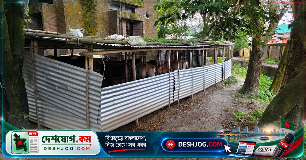 নেত্রকোনা উপজেলা হাসপাতাল চত্বরে গোয়ালঘর: রোগী ও কর্মচারীদের স্বাস্থ্য ঝুঁকিতে পড়েছে দুর্গন্ধে