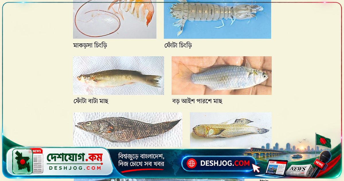 সুন্দরবনে নতুন ৭ প্রজাতির মাছ ও চিংড়ি শনাক্ত: ডিএনএ বারকোডিং পদ্ধতিতে গবেষণা প্রকাশ