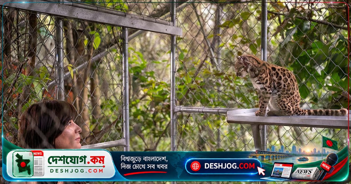 বলিভিয়ার পাহাড়ি বনে আবিষ্কৃত নতুন প্রজাতির বিড়াল: 'তিলকায়' নামকরণে বৈজ্ঞানিক স্বীকৃতি