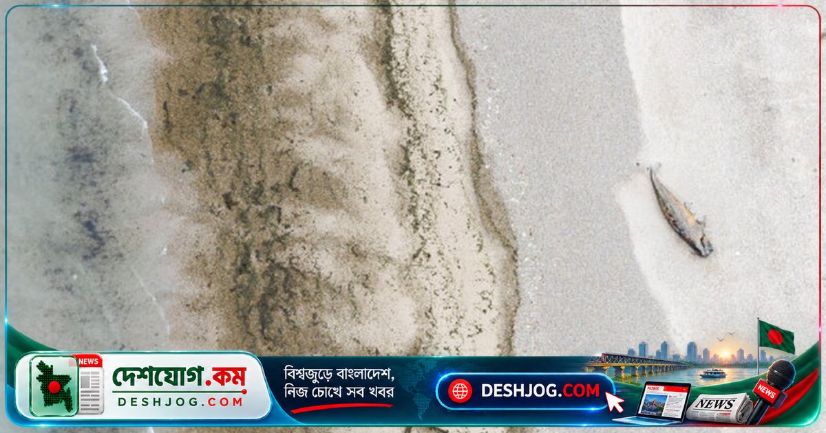 নিউজিল্যান্ডের সৈকতে আটকা পড়া ১৫টি পিগমি কিলার তিমির মধ্যে ১২টি মৃত্যুবরণ: বৈরী আবহাওয়ার কারণে উদ্ধার চ্যালেঞ্জ