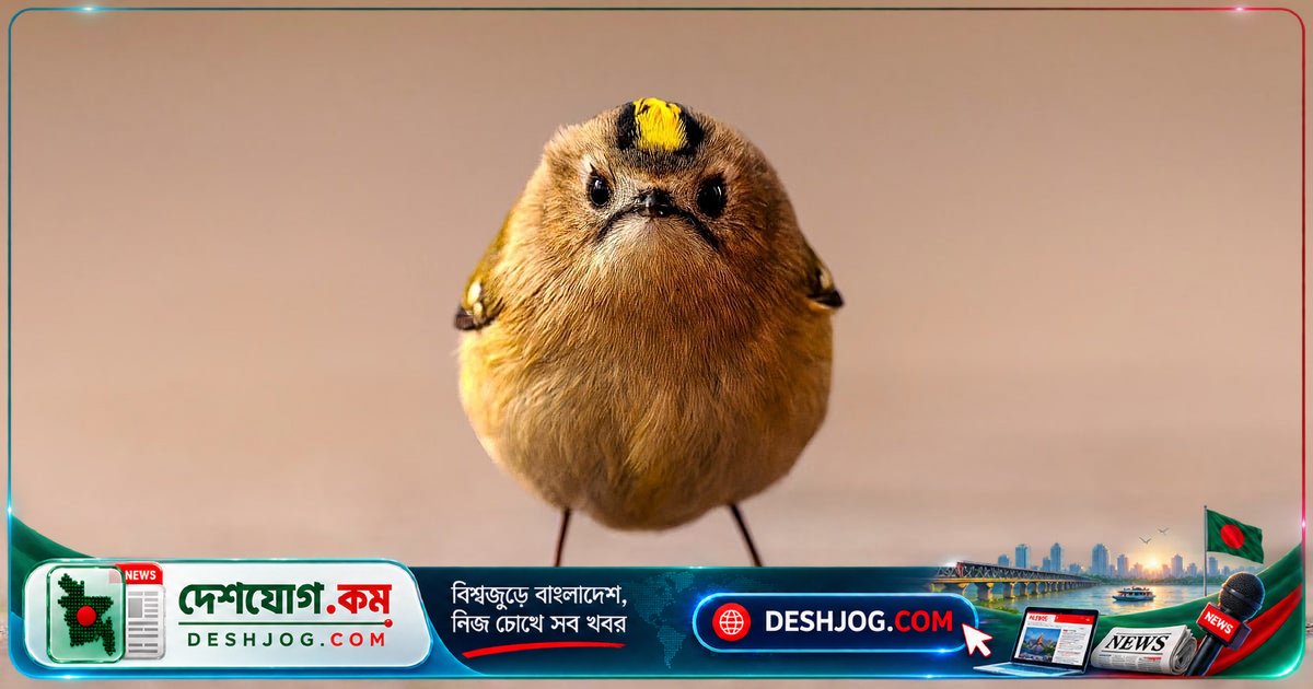 নিকন কমেডি ওয়াইল্ডলাইফ অ্যাওয়ার্ডে প্রাণীদের মজার মুহূর্ত: ১১২টি দেশ থেকে ১০ হাজার ছবির মধ্যে বাছাই করা হাস্যরসীণ ছবিগুলো