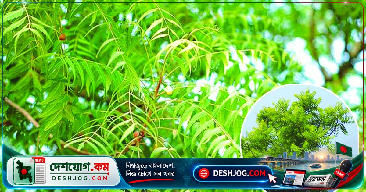 নিমগাছের মাইক্রোক্লাইমেট ক্ষমতা: পরিবেশের রক্ষাকবচ থেকে অর্থনৈতিক বিনিয়োগে রূপান্তর