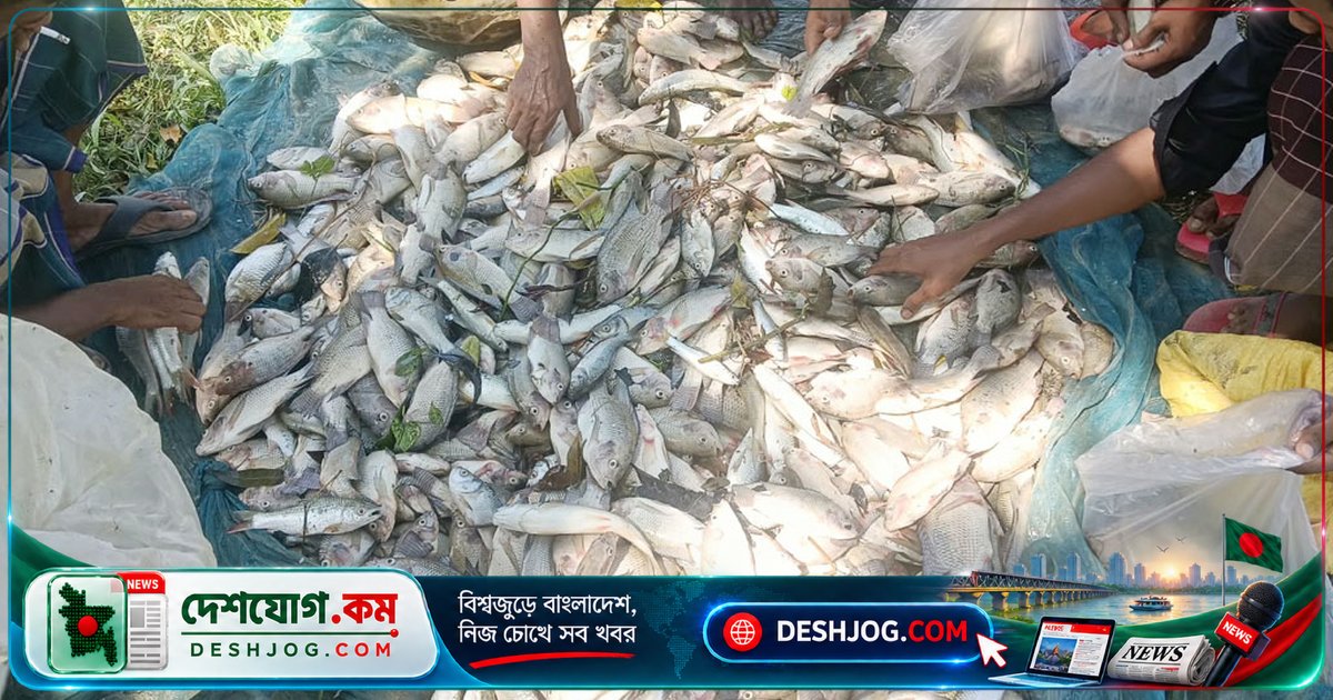 নোয়াখালীর খামারি ৫ লাখ টাকার মাছ হারান বিষক্রিয়ায়, পুকুরে মরে পচে যায় সব মাছ