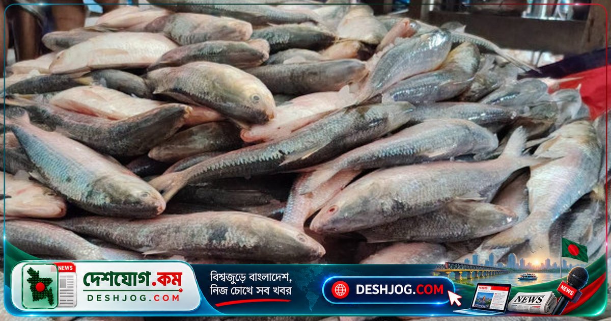 নোয়াখালীর হাতিয়ায় ৬০ মণ ইলিশের নিলামে ২০ লাখ টাকা বাজে, জেলেদের আনন্দে উচ্ছ্বাস