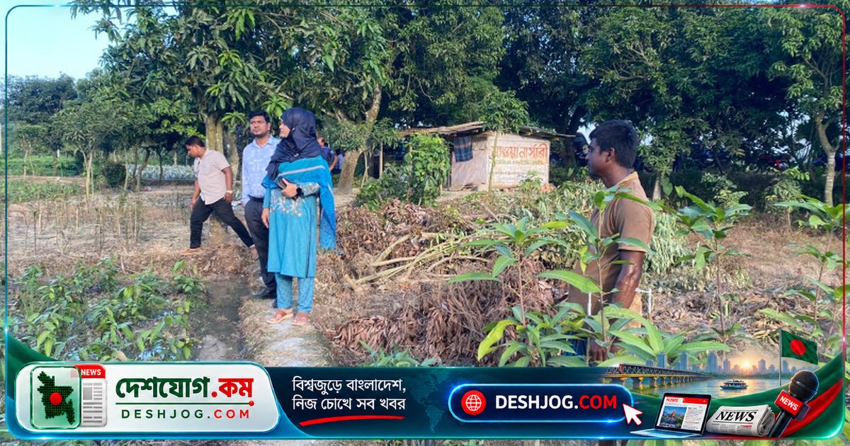 নওগাঁর ধামইরহাটে ইউক্যালিপটাস চারা বিক্রির বিরুদ্ধে অভিযানে ধ্বংস ৫০০টি চারা, জরিমানা মালিককে