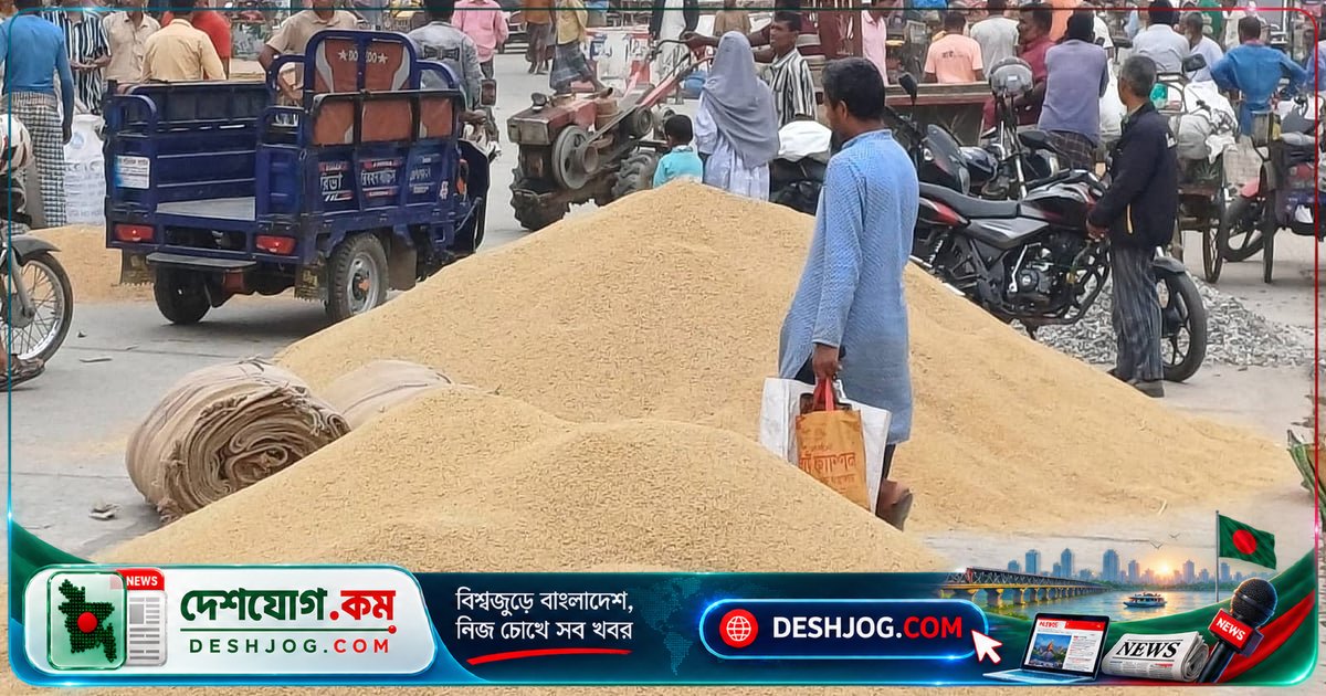 নওগাঁর কৃষকদের আউশ ধান বিক্রি: প্রতি মণ ৮০০-৯৫০ টাকায় লোকসান, উৎপাদন খরচ উঠছে না