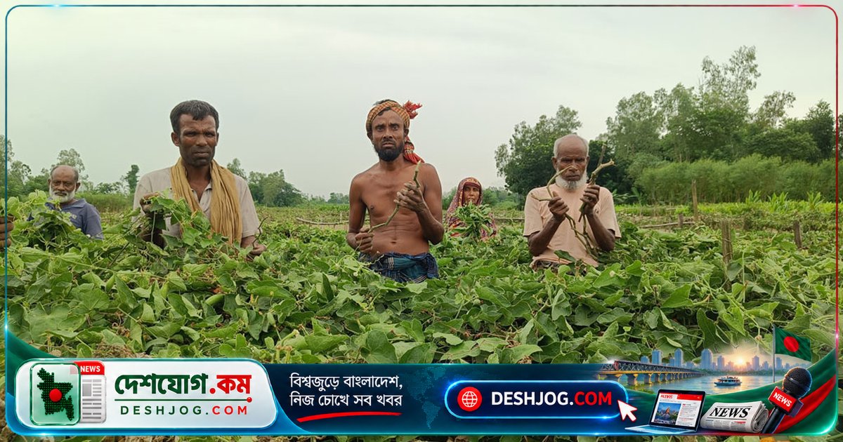 নওগাঁর কৃষকদের ১২ বিঘা পটোল চাষের জমি রাতের অন্ধকারে লুট করে দুর্বৃত্তরা