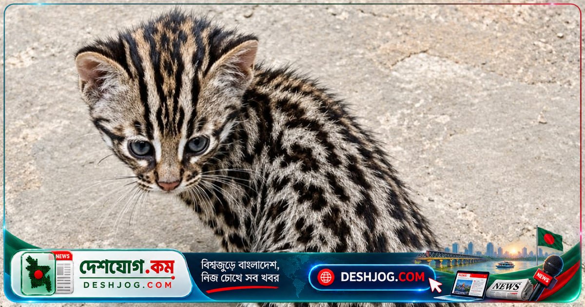 নরসিংদীর জনবহুল এলাকায় আবিষ্কৃত বিলুপ্তপ্রায় চিতাবিড়ালের বাচ্চা: কীভাবে টিকে আছে এই বিরল প্রজাতি?