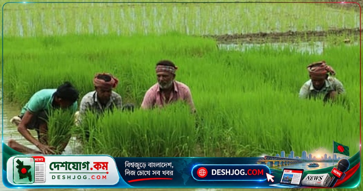 উত্তরাঞ্চলের কৃষকরা অনুকূল আবহাওয়ায় আমন চাষে সাফল্যের স্বপ্ন দেখছে, লক্ষ্যমাত্রা ২৬ লক্ষ টন ধান