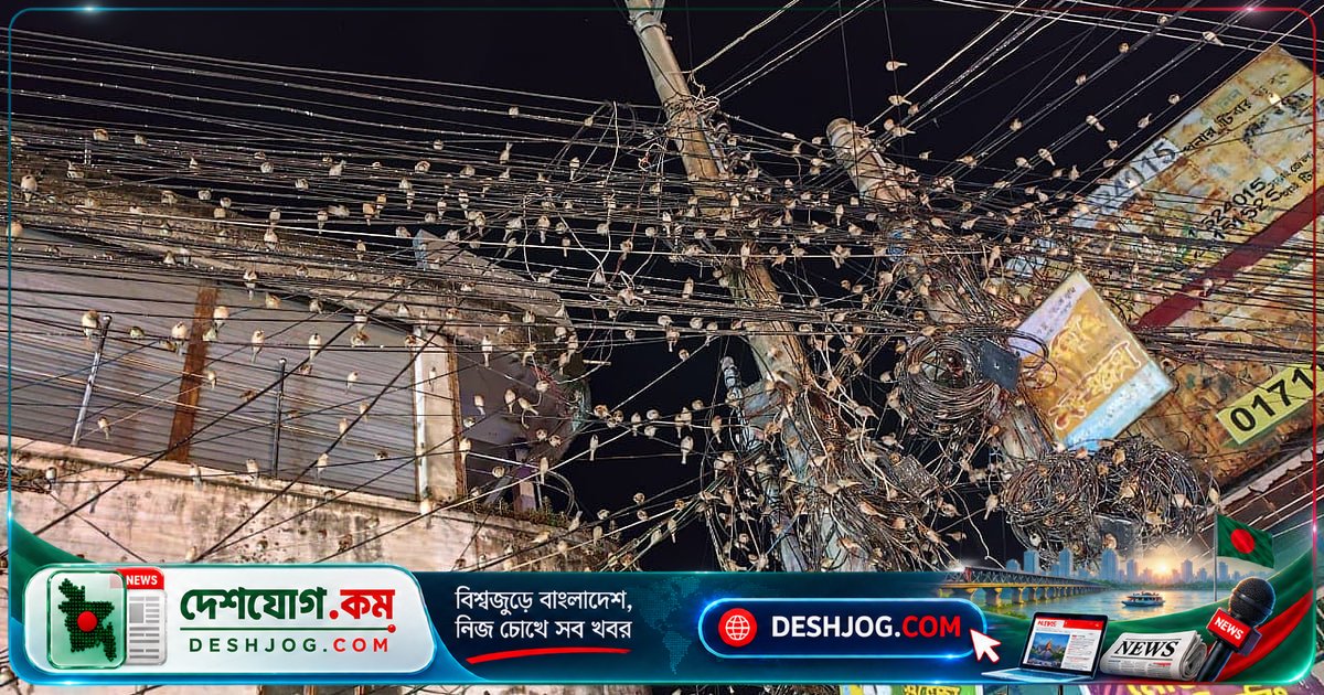 নওগাঁর জলিল মার্কেটে সন্ধ্যার প্রতিদিনের পাখি-আড্ডা: শত শত চড়ুইয়ের রাতের আশ্রয়