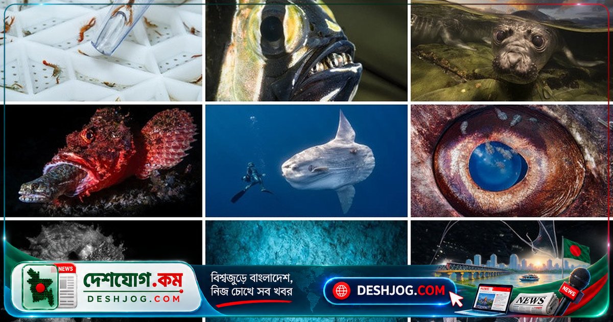 ২০২৬ সালের ‘ওশান ফটোগ্রাফার অব দ্য ইয়ার’ প্রতিযোগিতার সাগরজগতের ১০টি অবিশ্বাস্য ছবি: জীবনের সংগ্রাম থেকে সৌন্দর্যের বিস্ময়