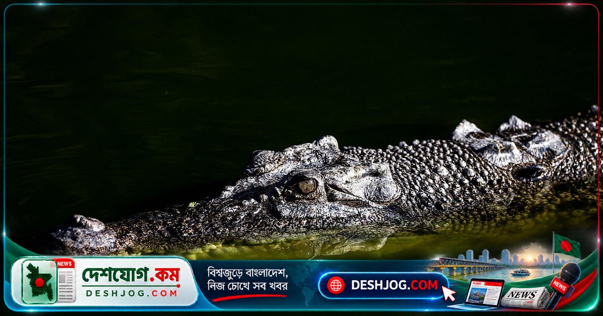 অলিম্পিকের রোয়িং প্রতিযোগিতা হবে কুমিরের আবাসস্থলে! অস্ট্রেলিয়ার এই নদীতে কীভাবে নিরাপত্তা নিশ্চিত?