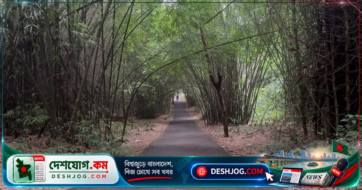 বিশ্ব বাঁশ দিবসের উৎপত্তি ও বাঁশের গুরুত্বপূর্ণ ভূমিকা: কেন পালন করা হয় ১৮ সেপ্টেম্বর?