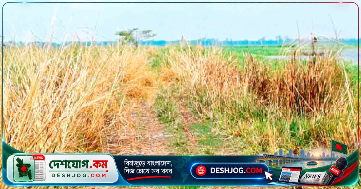 পাবনার বেড়ার পাঁচ কিলোমিটার সড়ক: বিল এলাকায় ধ্বংসের পথে, সংস্কারের অপেক্ষায় প্রকল্প