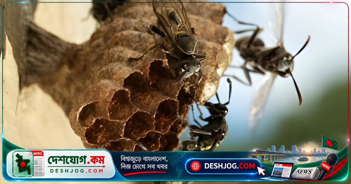 পাবনা: ভিমরুলের চাকে পাটখড়ি খোঁচায় কামড়ে মারা যায় দুই শিশু, ৩ ও ৪ বছর বয়সী