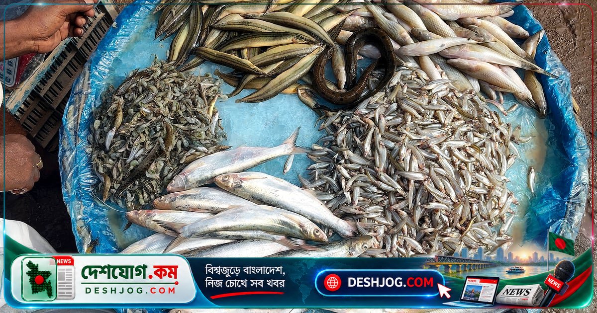 পাবনার মাসুম বাজারে নদী-বিলের টাটকা মাছের জমজমাট বাজার