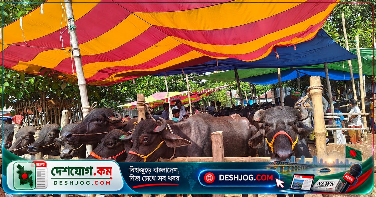 পাবনার শরৎনগর পশুর হাট: গ্রামীণ অর্থনীতি ও ঐতিহ্যের প্রাণকেন্দ্র