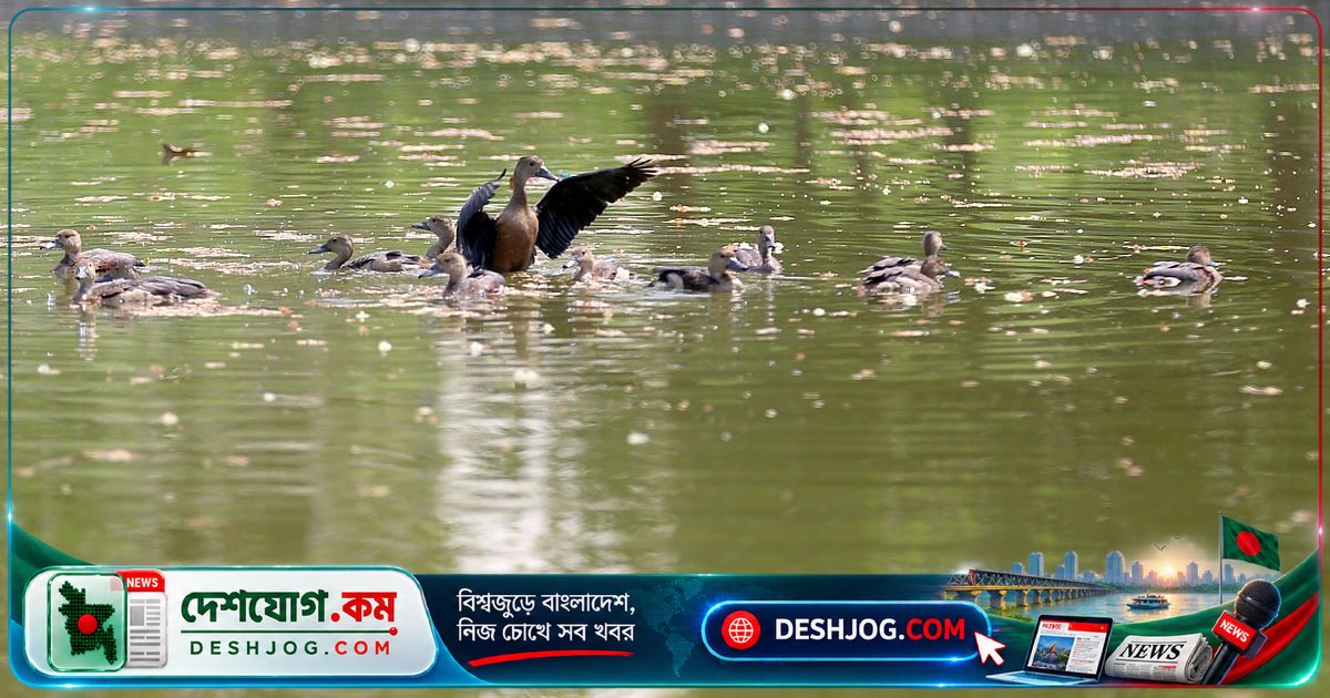 পাবনা থেকে ১৪টি বন্য হাঁসকে প্রকৃতিতে ফিরিয়ে দিল স্বেচ্ছাসেবী সংগঠন