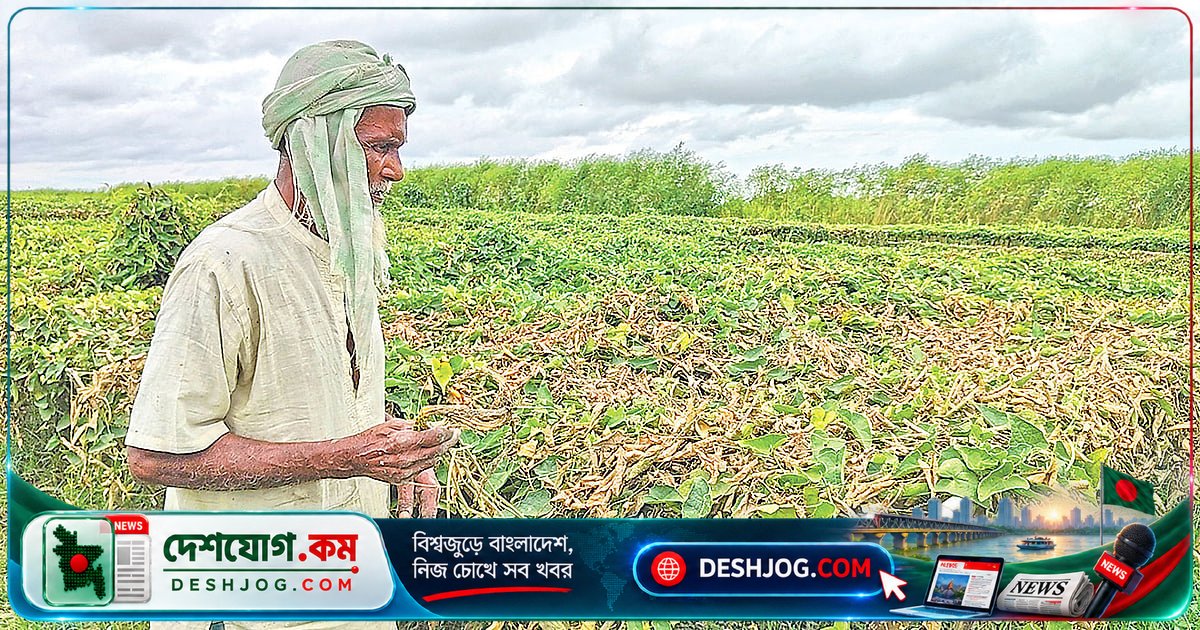 পদ্মা নদীর বন্যা: রাজশাহীতে ৩০৯ হেক্টর ফসল ক্ষতিগ্রস্ত, কৃষকদের আর্থিক ক্ষতি লক্ষণীয়