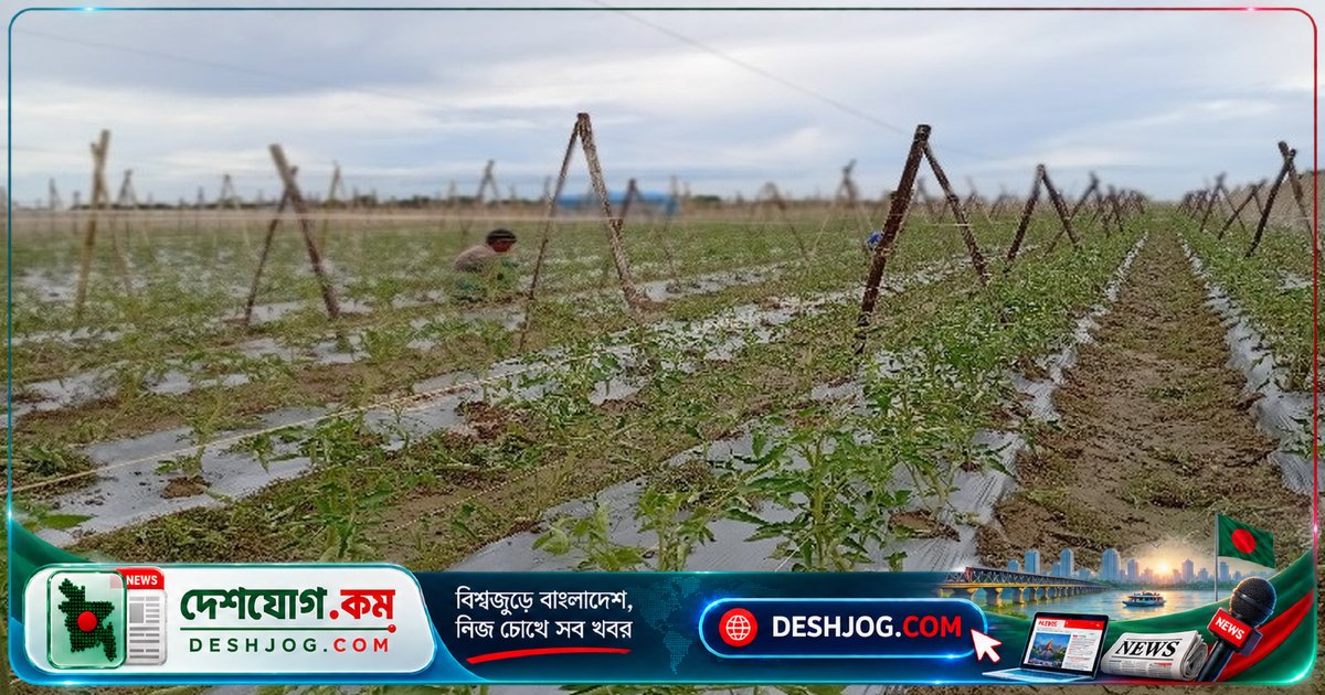 পদ্মার পলিমাটিতে কৃষকদের লোকসান: উৎপাদন ব্যয় দ্বিগুণ হলেও ফসল বিক্রিতে ন্যায্য মূল্য পাচ্ছেন না