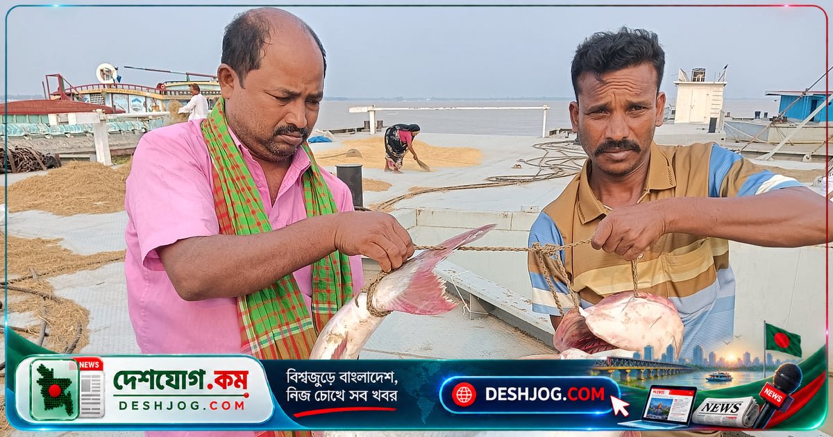 পদ্মা নদীতে ধরা পড়ল ১৭ কেজি পাঙাশ, দামে উঠল ৩৯ হাজার টাকা