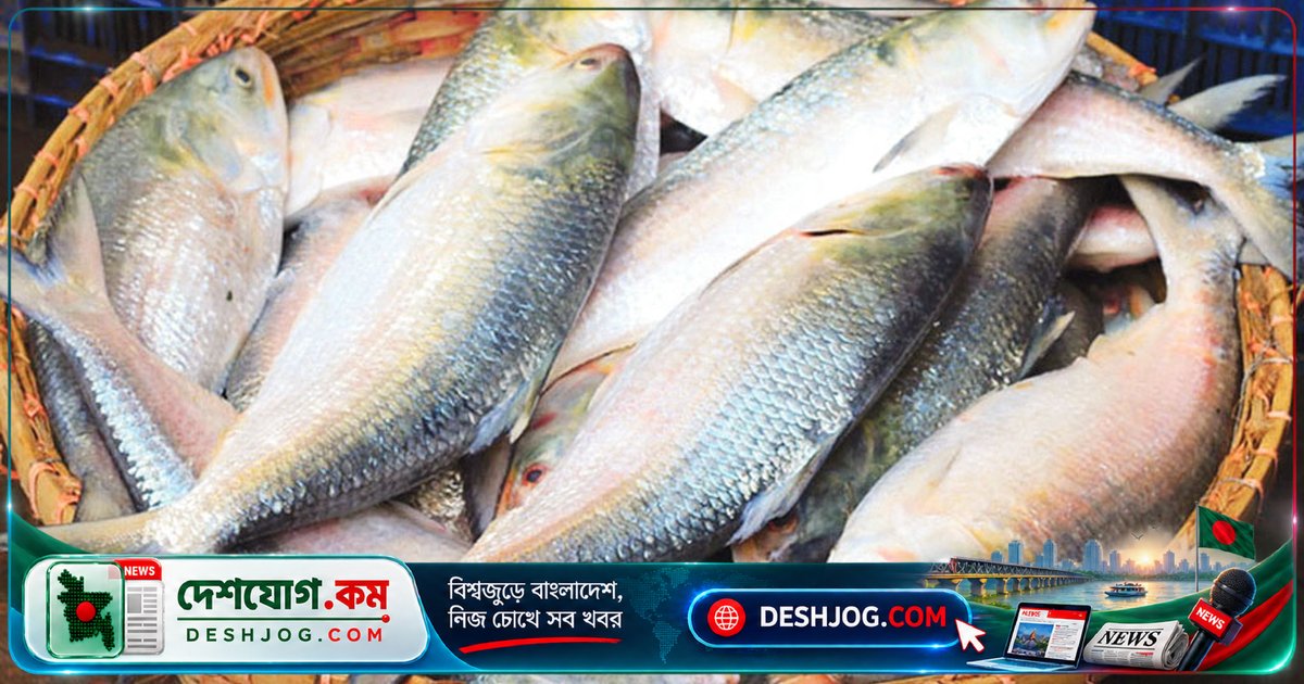 পদ্মা-যমুনায় ইলিশের অদৃশ্য: জেলেদের পেশা বিপন্ন, দামে ৩০০% বৃদ্ধি