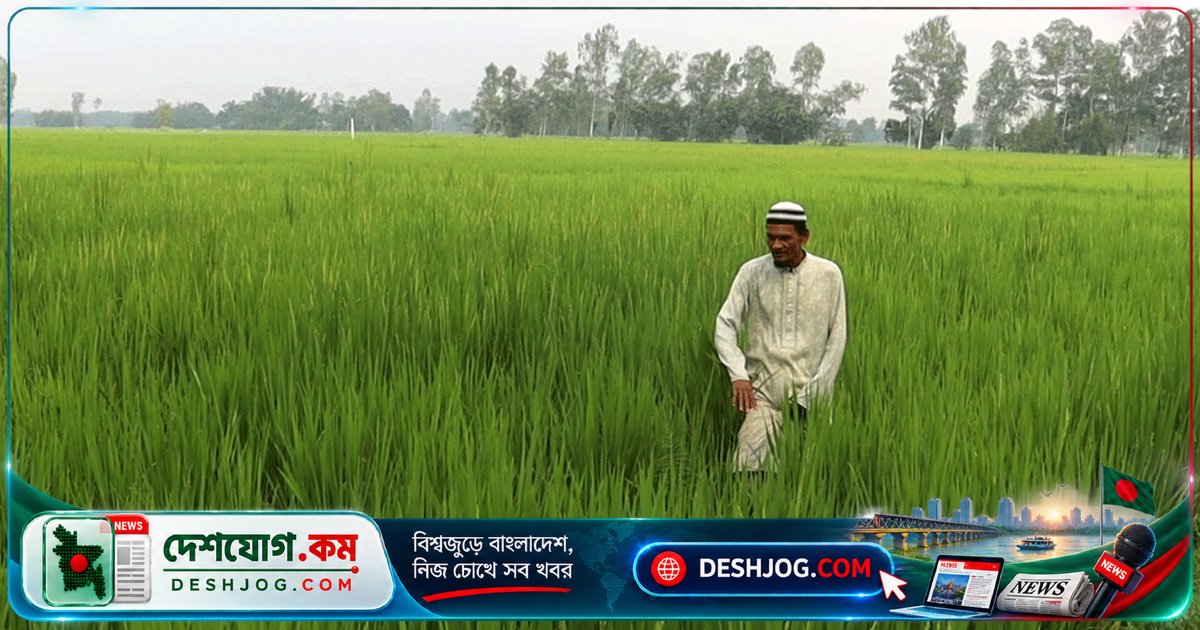 পঞ্চগড় বোদা উপজেলায় পোকার আক্রমণে ধানের ক্ষতি: কৃষি কর্মকর্তা ‘অদৃশ্য’ ও কৃষকদের অভিযোগের পেছনে কী?