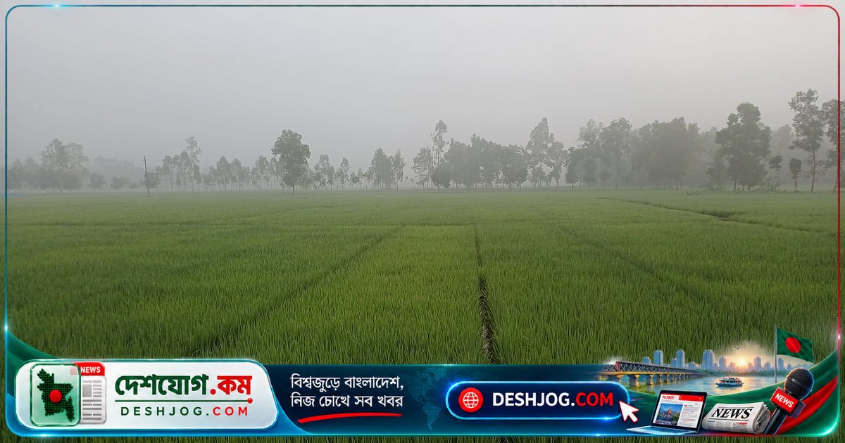 পঞ্চগড়ে শরতের কুয়াশা: শীতের আগমনী বার্তা নিয়ে এল প্রকৃতি