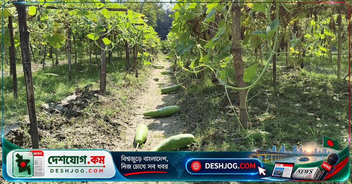 পঞ্চগড়ের লাউ কৃষকরা ২ টাকায় বিক্রি করছেন, কিন্তু লাভের বদলে লোকসানে পড়ছেন