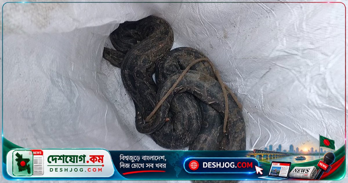 পঞ্চগড়ের তেঁতুলিয়ায় ১০ কেজি বার্মিজ অজগর উদ্ধার: স্থানীয়রা বিস্মিত, বন্যপ্রাণী সংরক্ষণ নিয়ে আলোচনা জোরদার