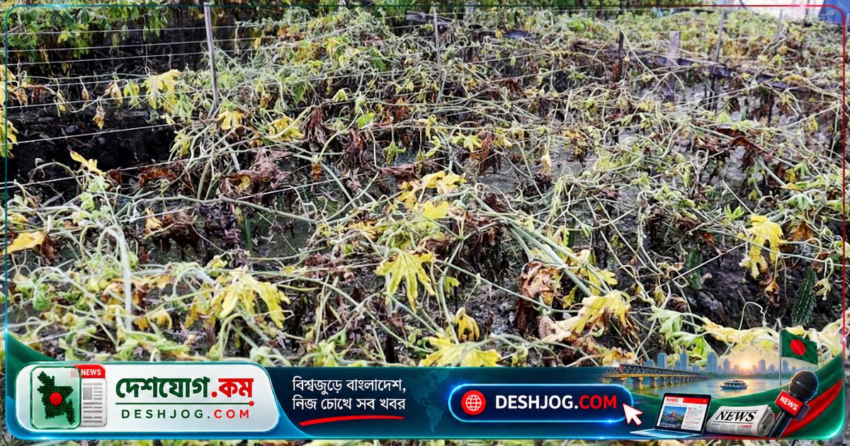 পঞ্চগড়ের কৃষক ঋণ ও ফসলনাশের মধ্যে: জৈব বালাইনাশক প্রয়োগে বাগান ধ্বংস