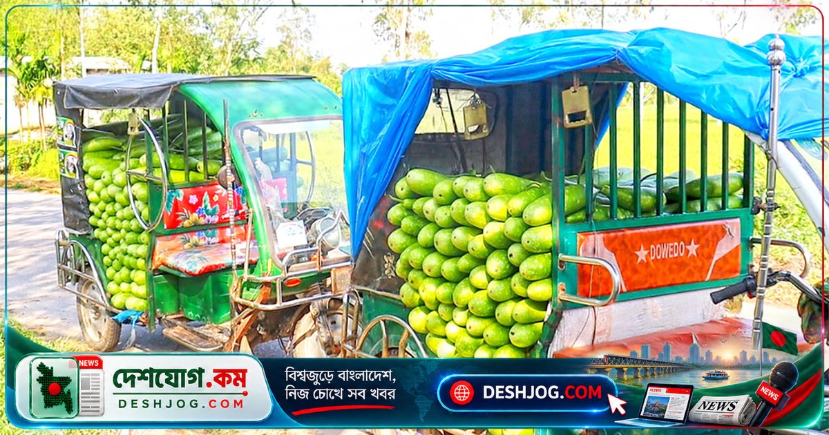 পঞ্চগড়ের লাউচাষিরা দরপতনের শিকার: এক টাকায় বিক্রি হচ্ছে চারটি লাউ